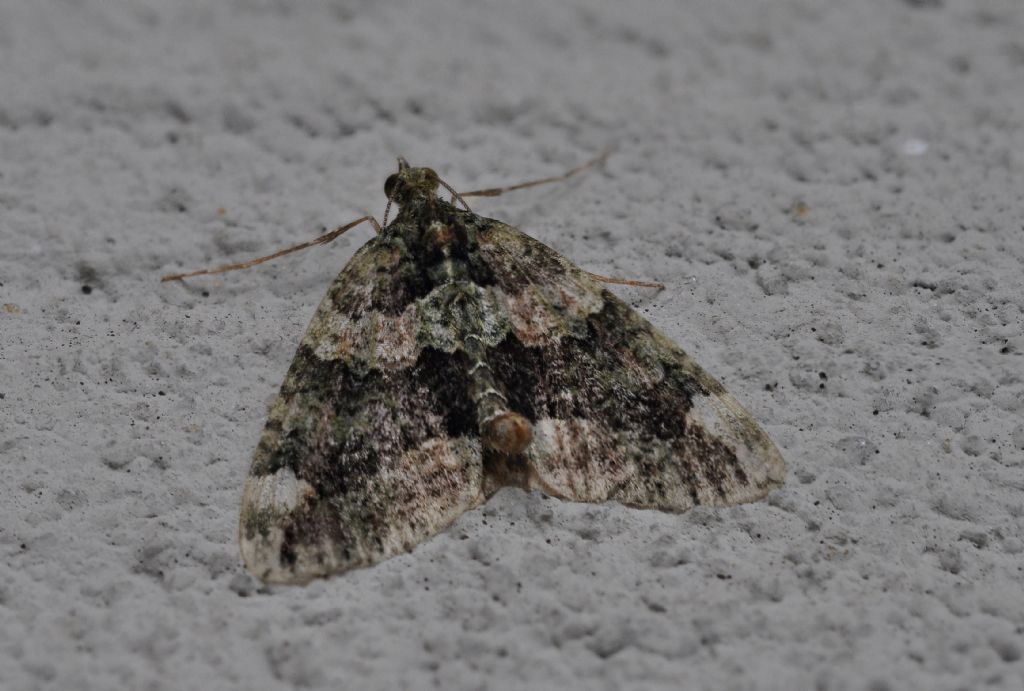 Da identificare - Chloroclysta siterata, Geometridae